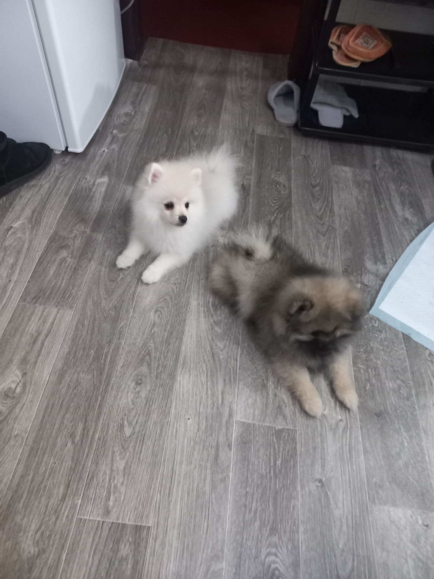 Цуценята померанського шпіца