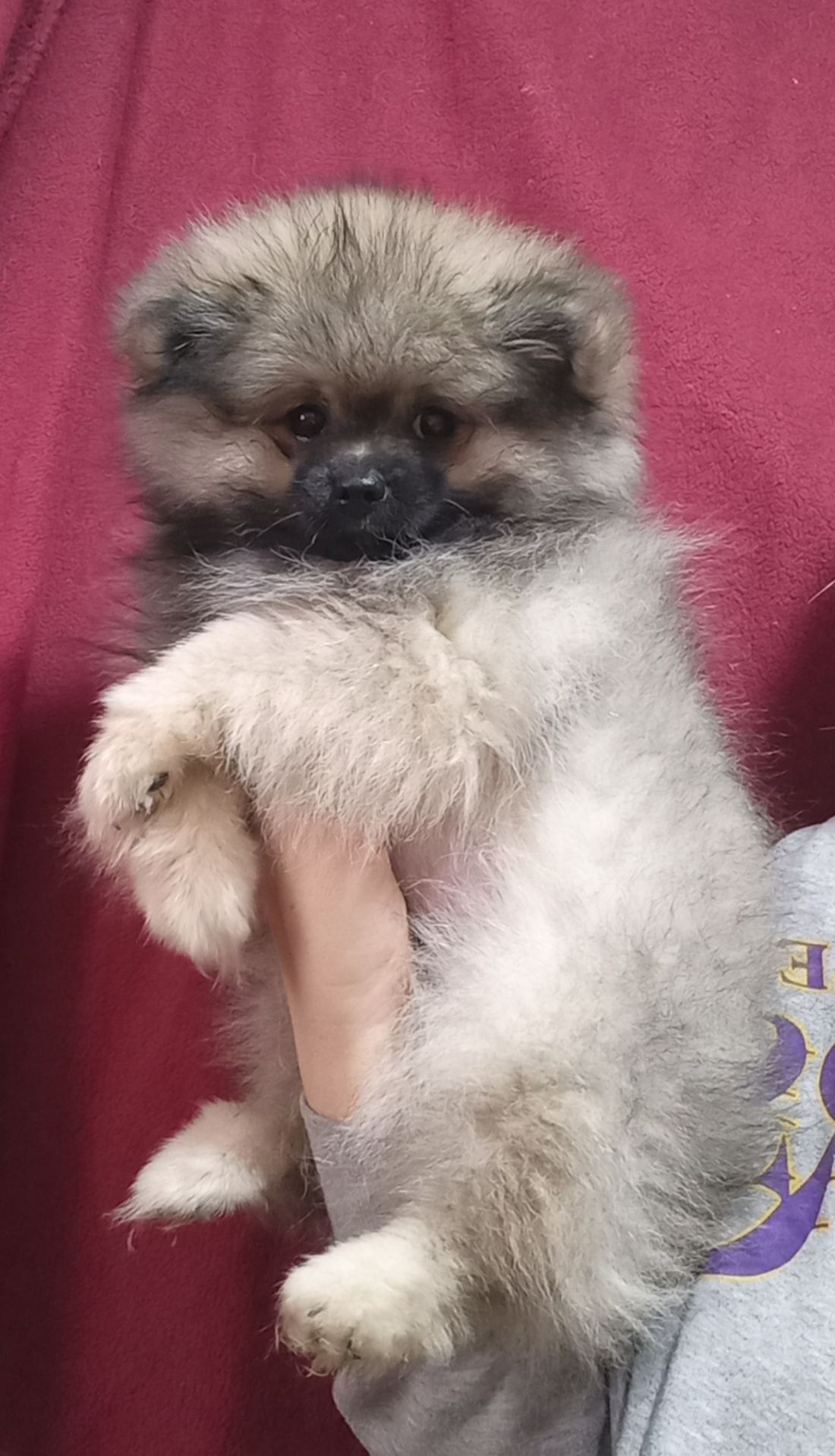 Цуценята померанського шпіца