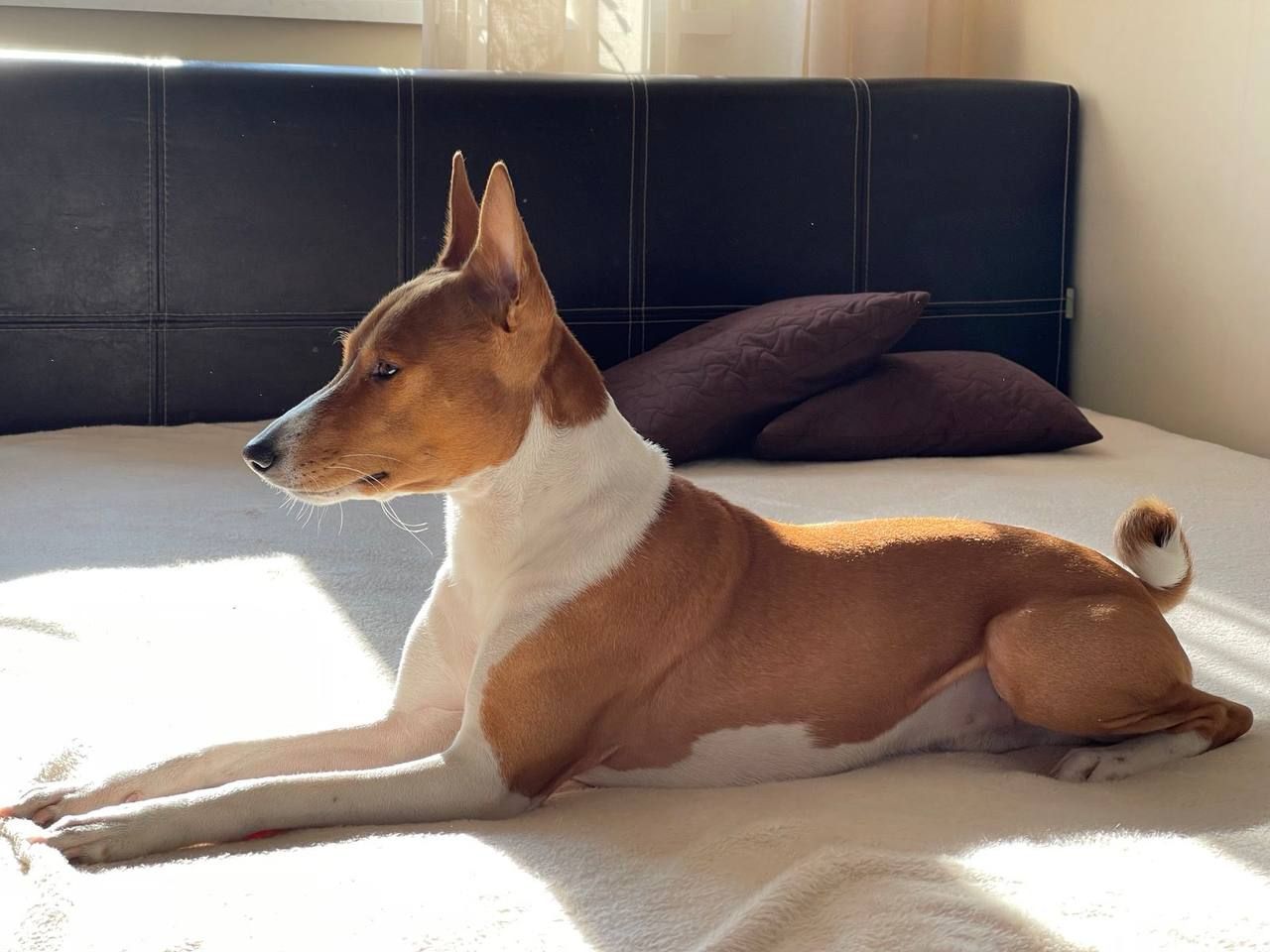 Басенджі КСУ 2 міс