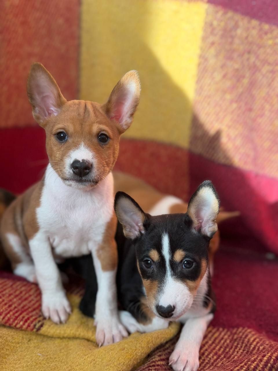 Басенджі КСУ 2 міс