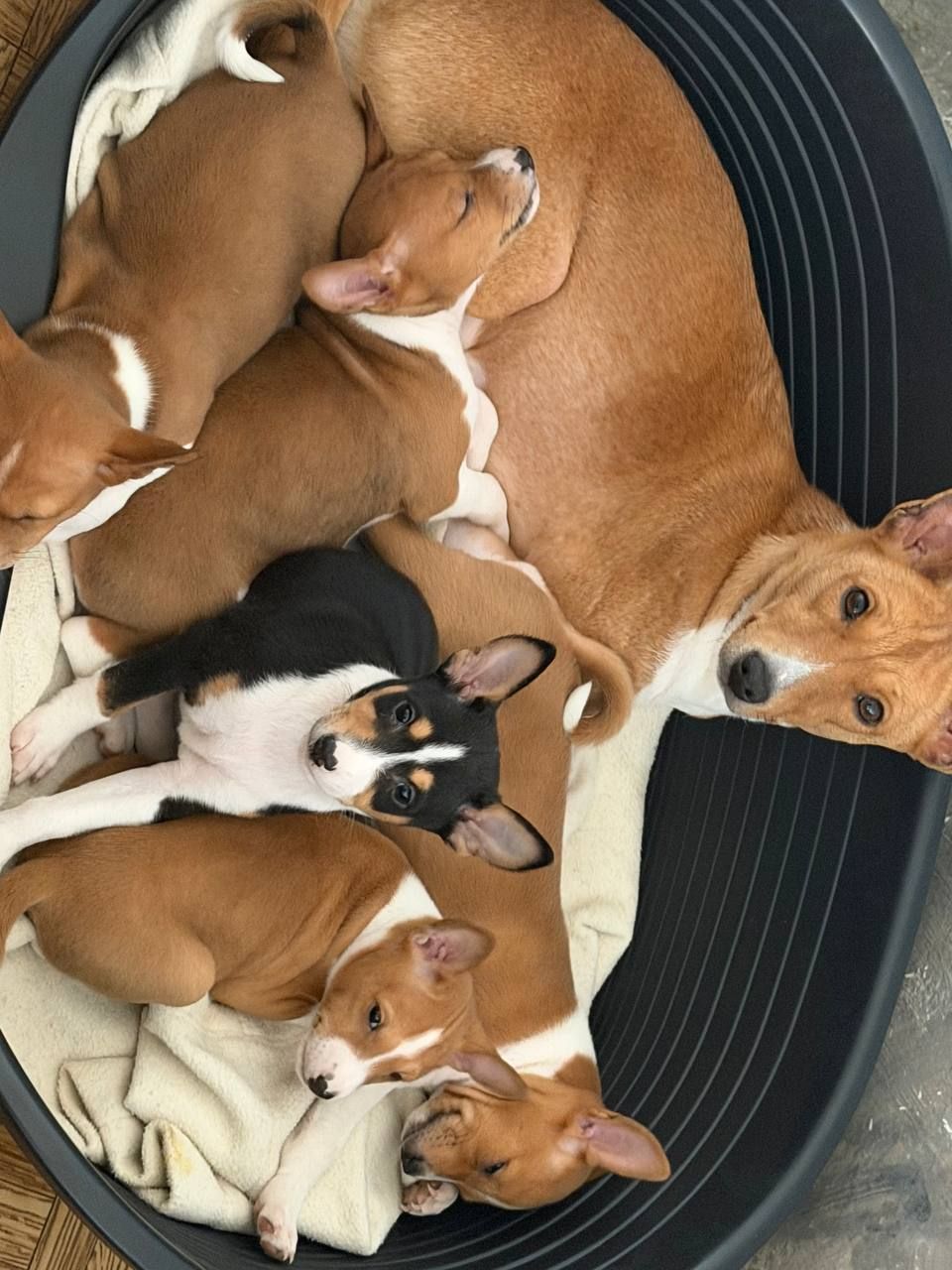 Басенджі КСУ 2 міс