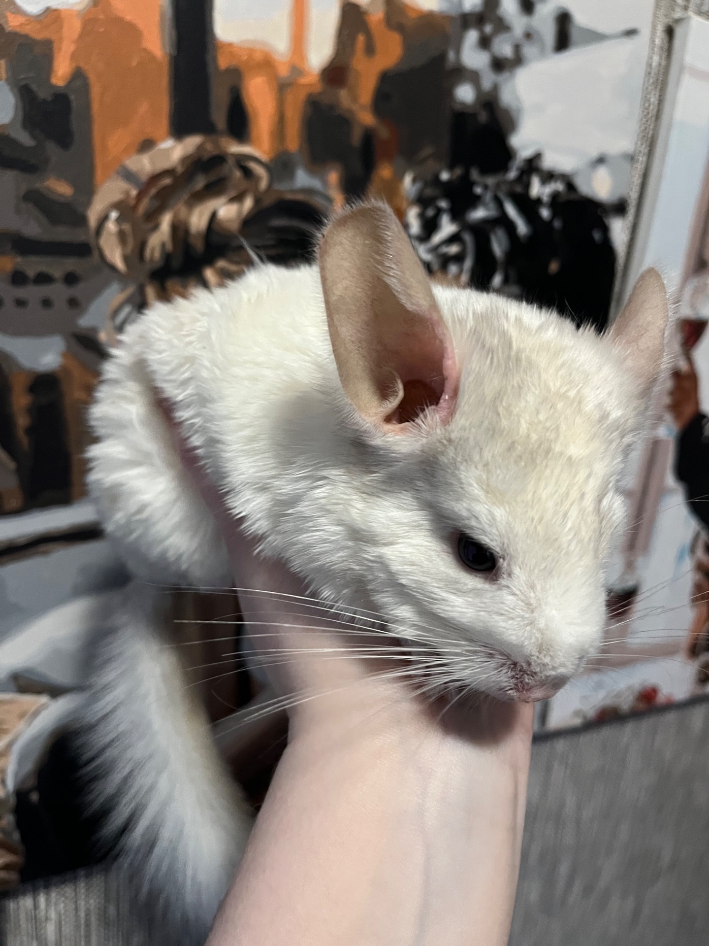 Шиншила хлопчик 5місяців