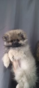 Цуценята померанського шпіца