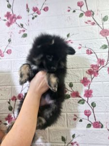 Цуценята померанського шпіца