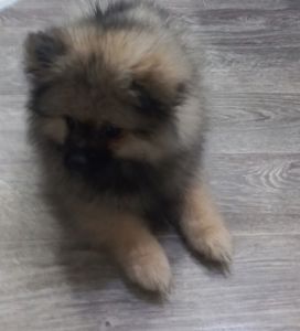 Цуценята померанського шпіца