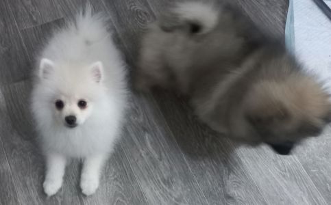 Цуценята померанського шпіца