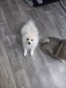 Цуценята померанського шпіца