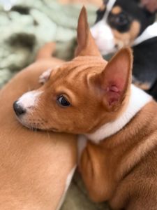 Басенджі КСУ 2 міс