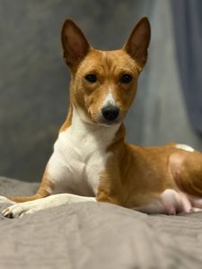 Басенджі КСУ 2 міс