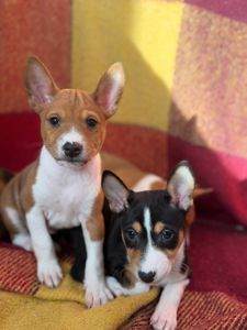 Басенджі КСУ 2 міс