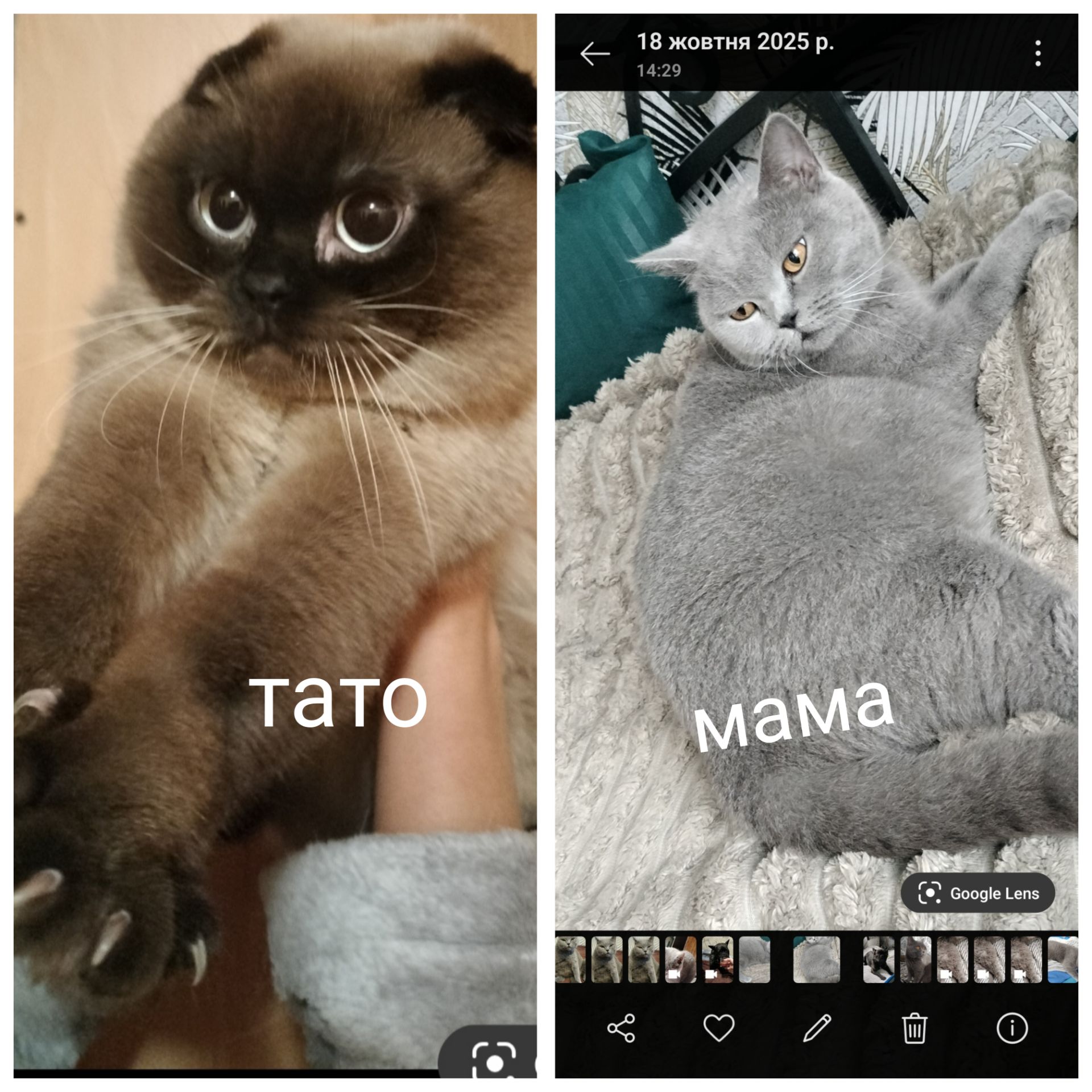 Продаж шотландських кошенят чистокровних