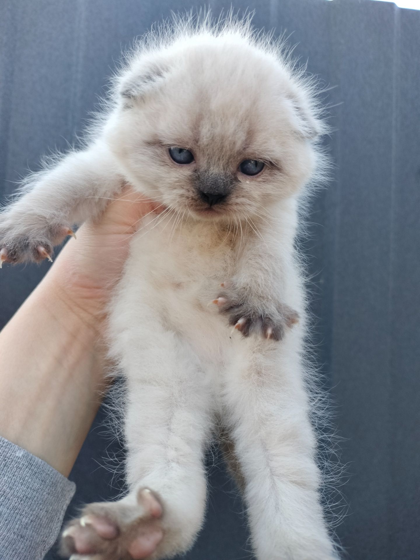 Продаж шотландських кошенят чистокровних