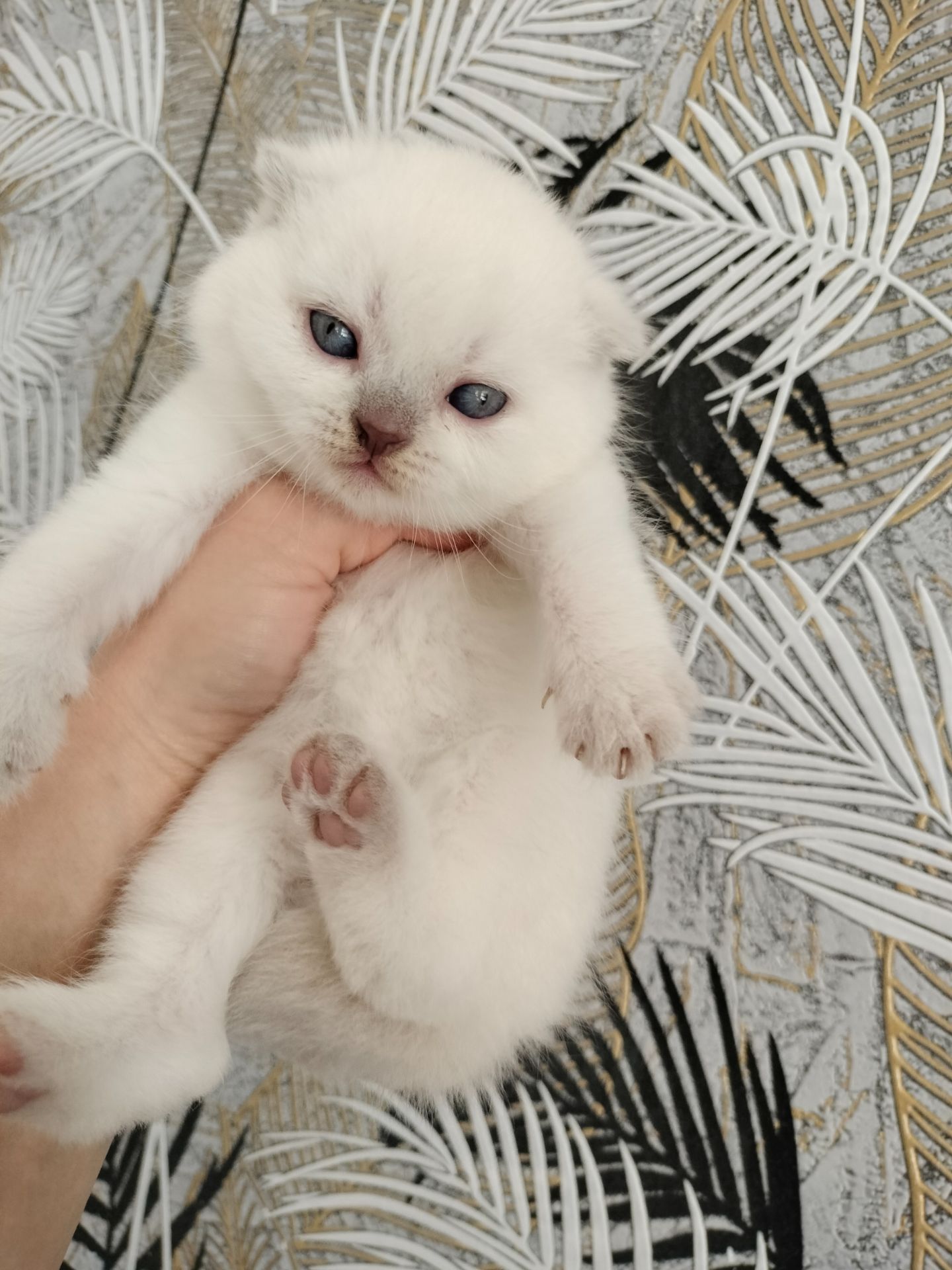 Продаж шотландських кошенят чистокровних