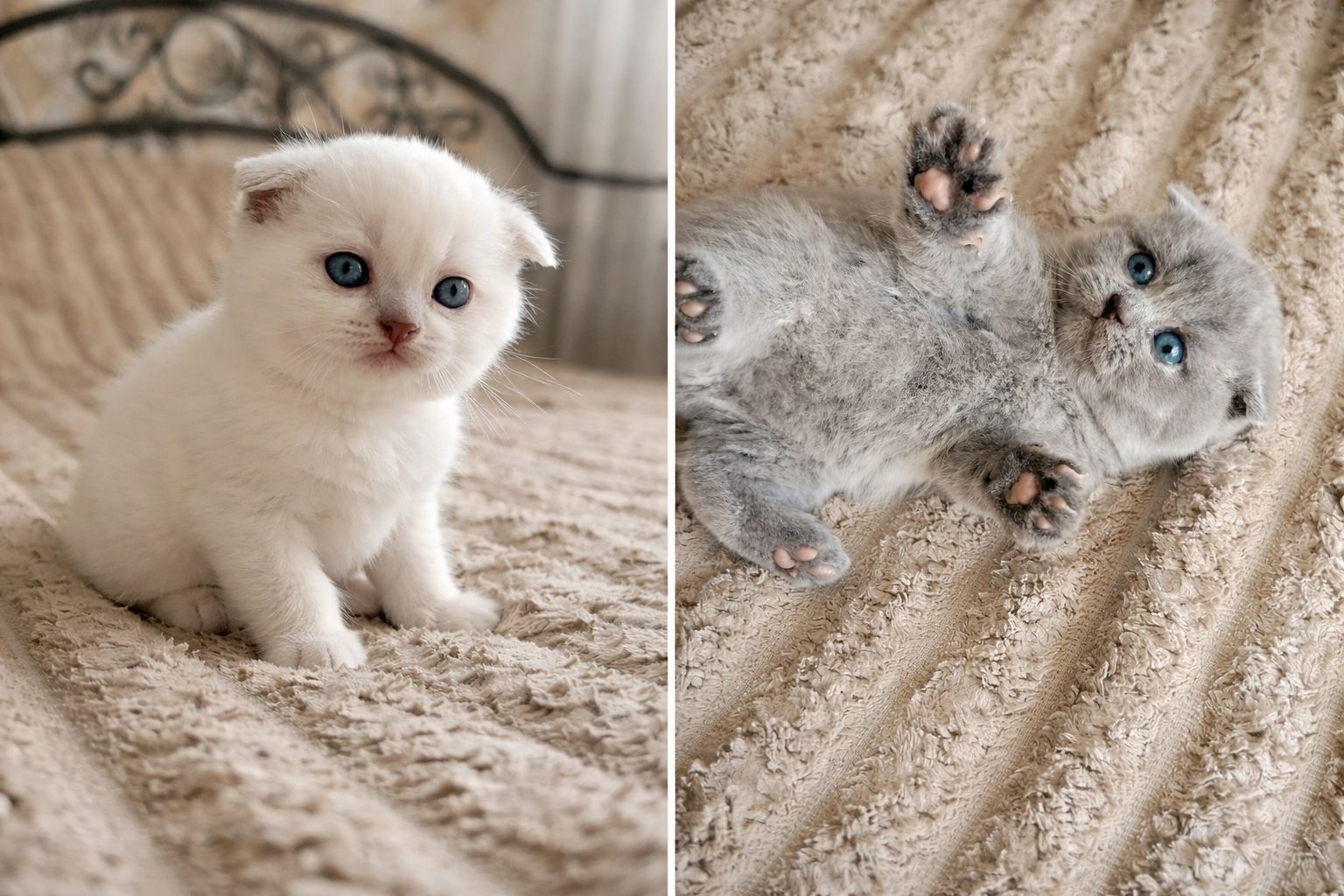 Продаж шотландських кошенят чистокровних