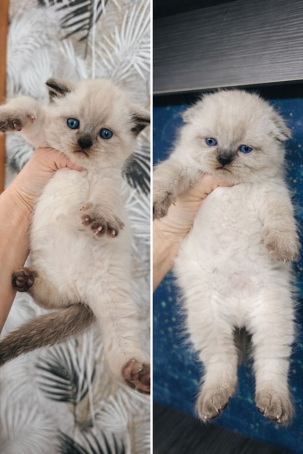 Продаж шотландських кошенят чистокровних