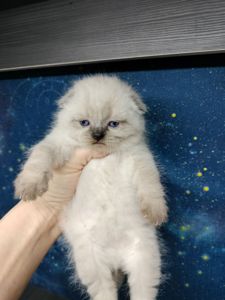 Продаж шотландських кошенят чистокровних