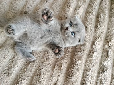 Продаж шотландських кошенят чистокровних