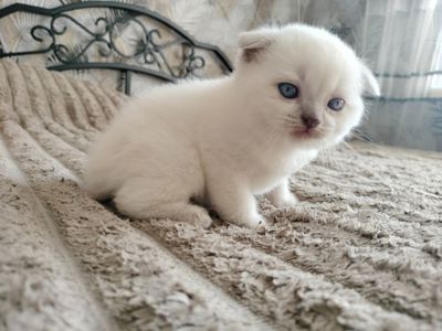 Продаж шотландських кошенят чистокровних