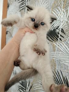 Продаж шотландських кошенят чистокровних