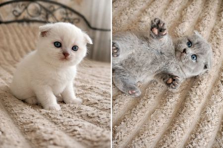 Продаж шотландських кошенят чистокровних