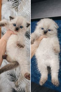 Продаж шотландських кошенят чистокровних