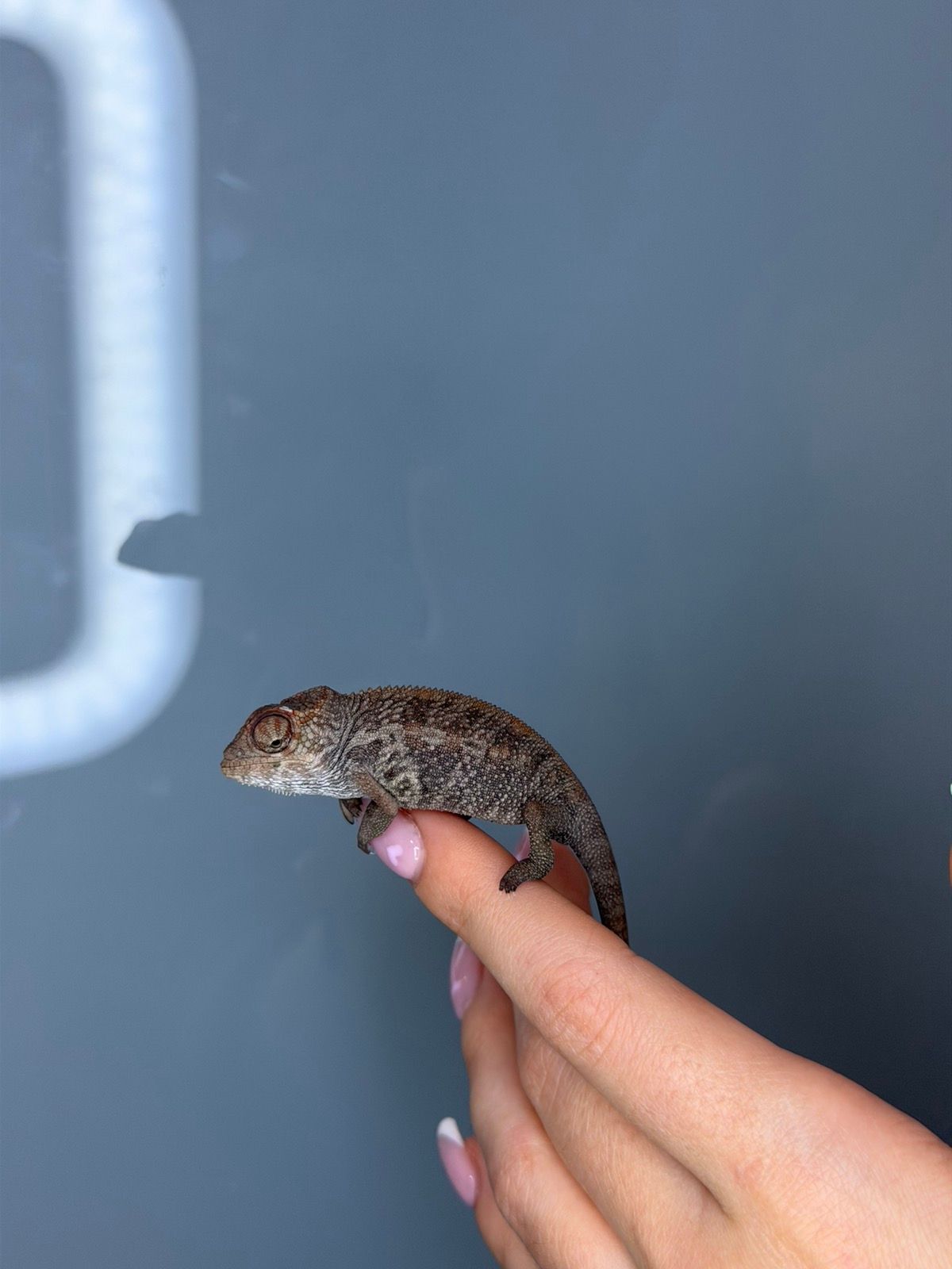 Різнокольоровий хамелеон - ящірка пантеровий хамелеон - самці