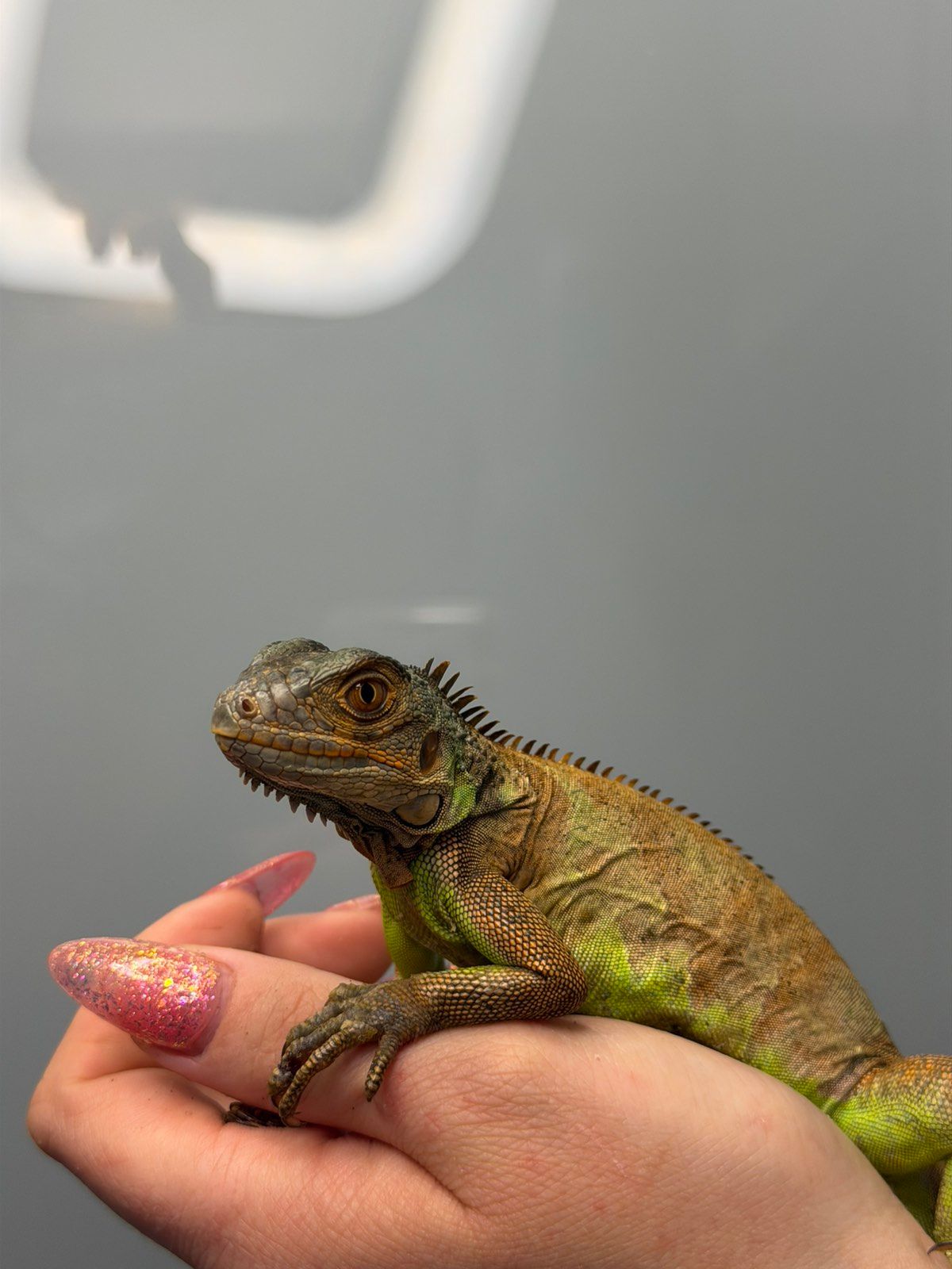 Червона ігуана, красная игуана, травоїдна ящірка