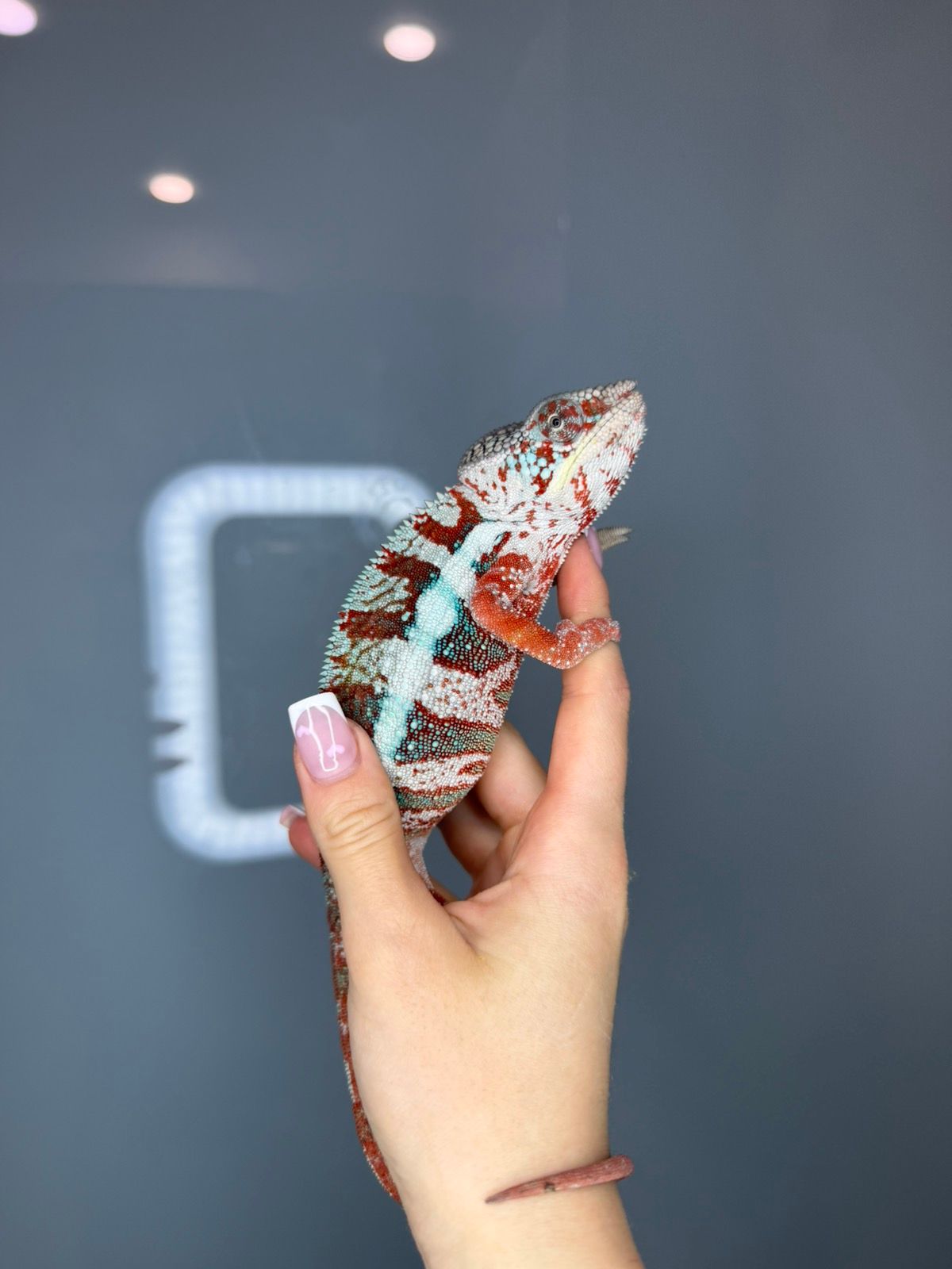 Різнокольоровий хамелеон - ящірка пантеровий хамелеон - самці