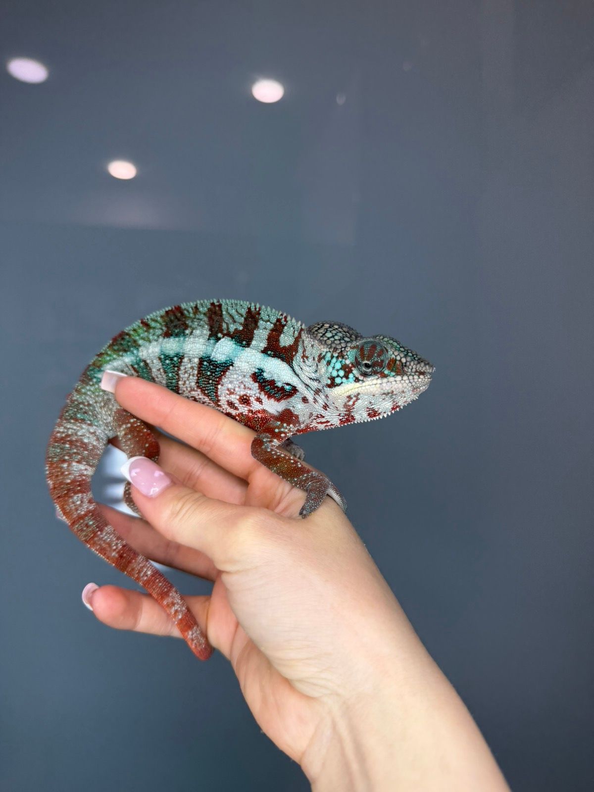 Різнокольоровий хамелеон - ящірка пантеровий хамелеон - самці