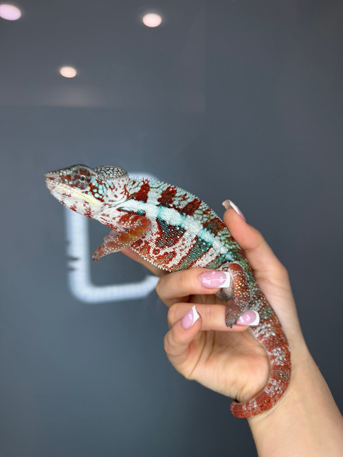 Різнокольоровий хамелеон - ящірка пантеровий хамелеон - самці