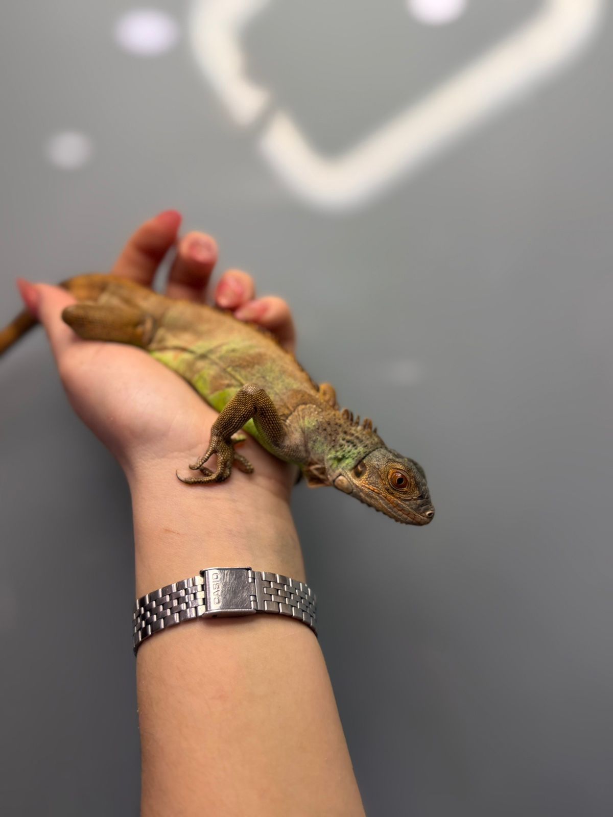 Червона ігуана, красная игуана, травоїдна ящірка