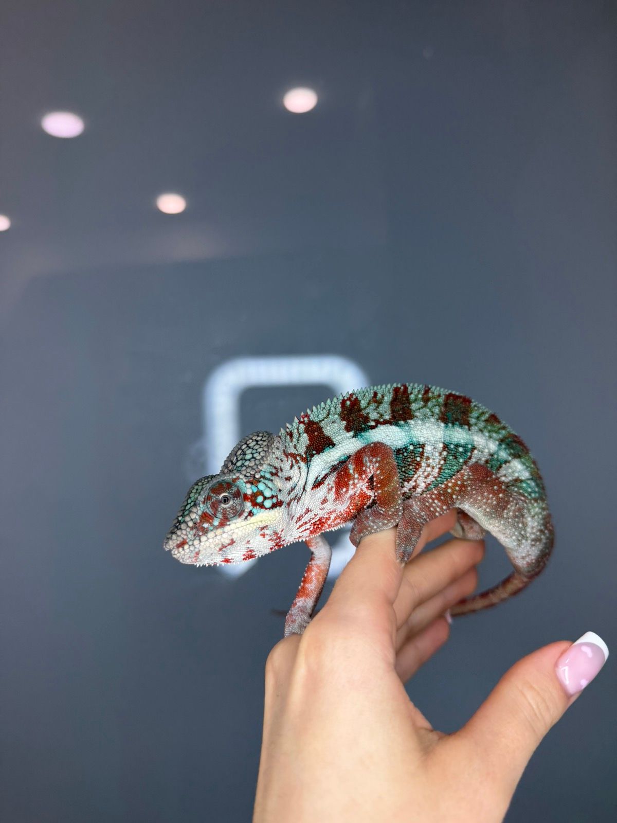 Різнокольоровий хамелеон - ящірка пантеровий хамелеон - самці