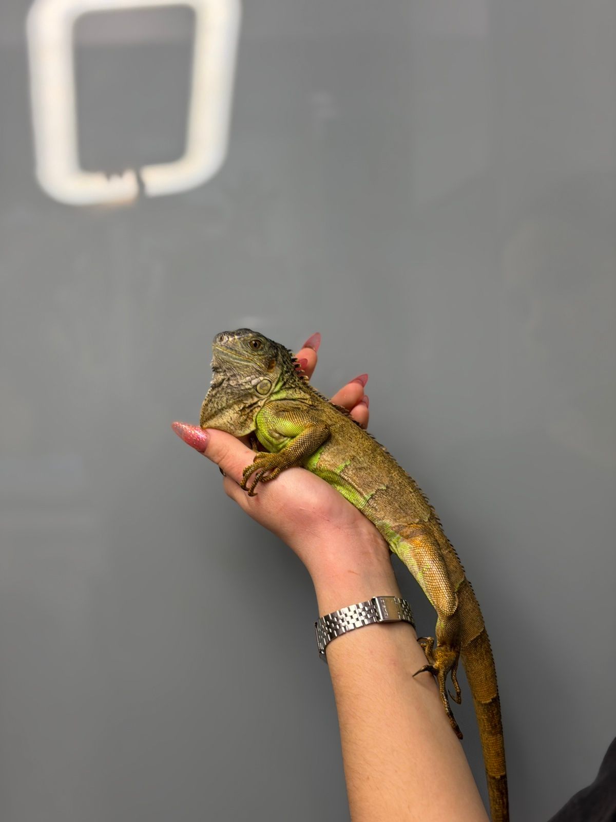 Червона ігуана, красная игуана, травоїдна ящірка