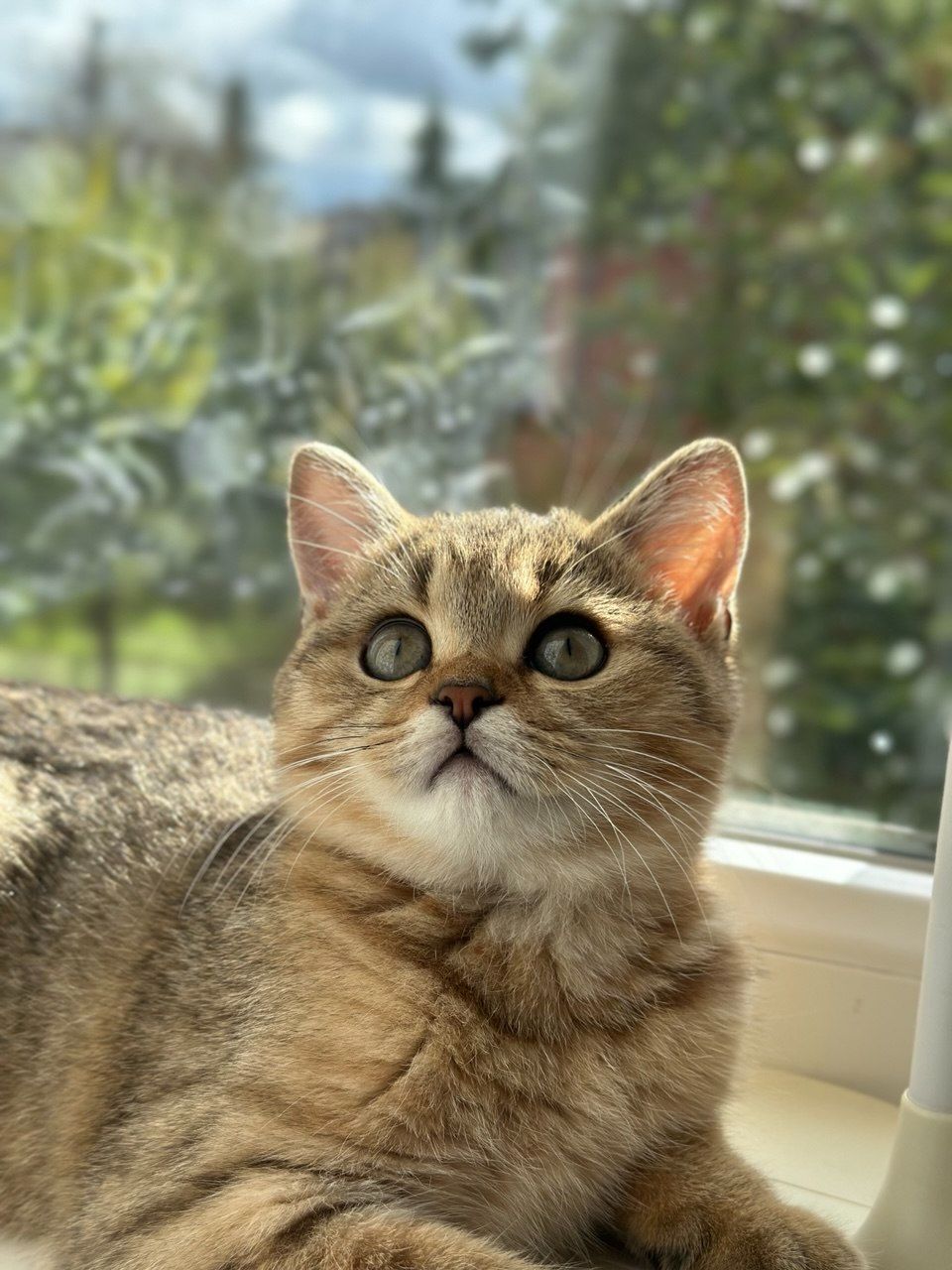 Кішечка золота шотландська прямовуха шукає нареченого