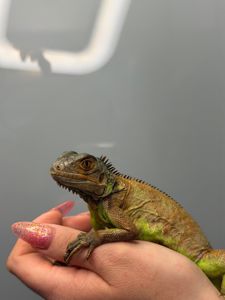 Червона ігуана, красная игуана, травоїдна ящірка