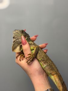 Червона ігуана, красная игуана, травоїдна ящірка