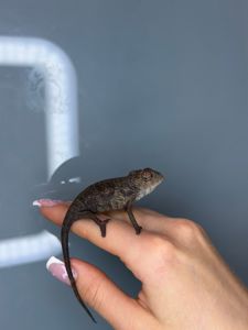 Різнокольоровий хамелеон - ящірка пантеровий хамелеон - самці