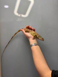 Червона ігуана, красная игуана, травоїдна ящірка