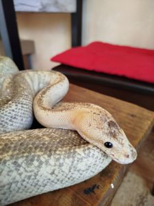 Самка королевского питона. Региус