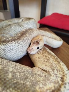 Самка королевского питона. Региус