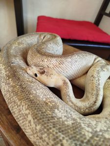 Самка королевского питона. Региус