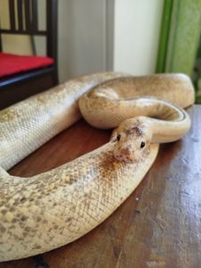 Самка королевского питона. Региус