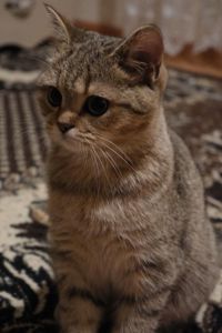 Кішечка золота шотландська прямовуха шукає нареченого