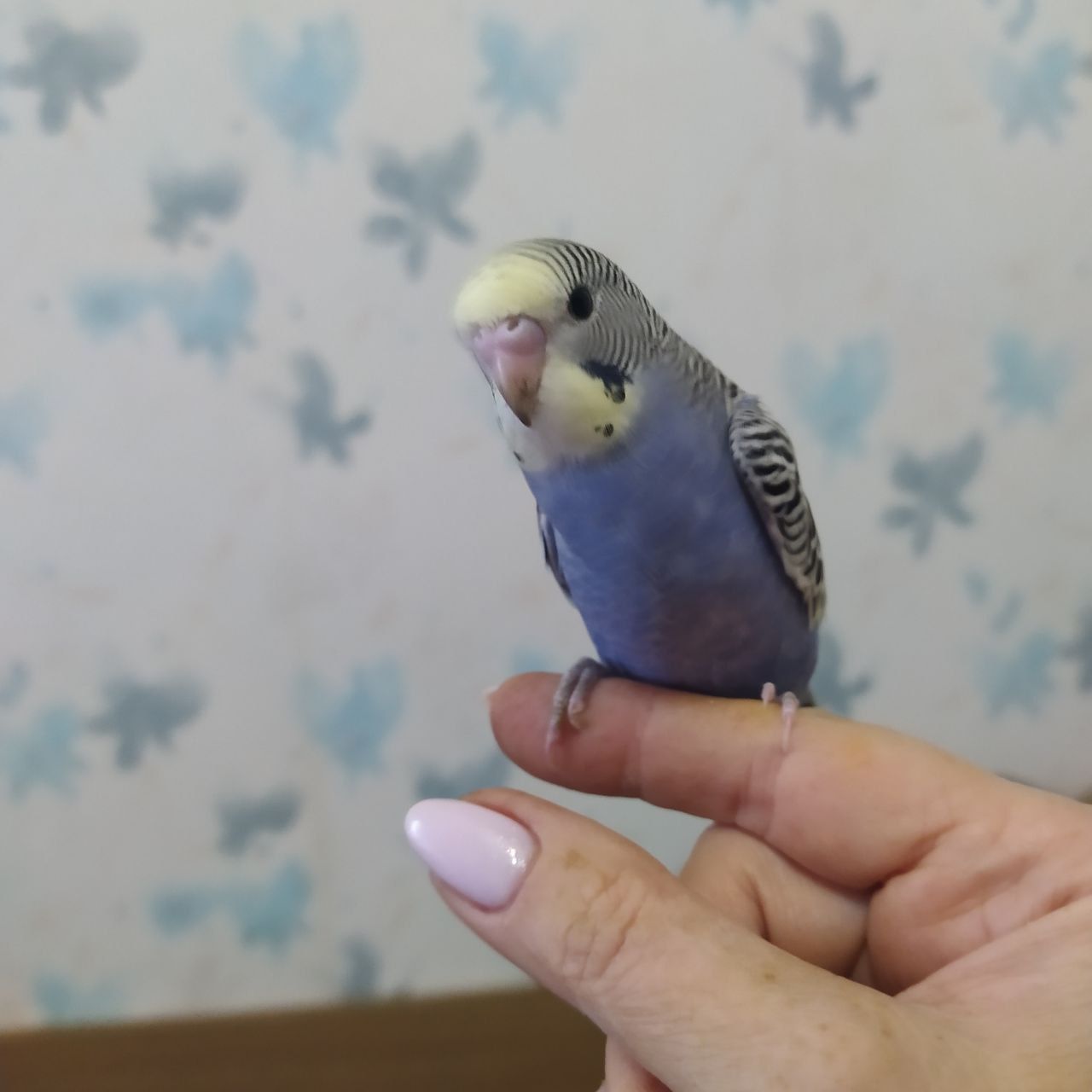 Малыши волнистые