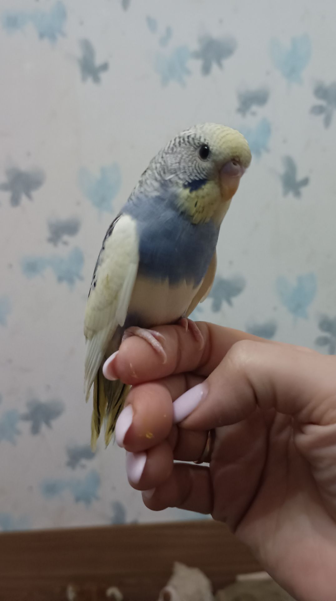 Малыши волнистые