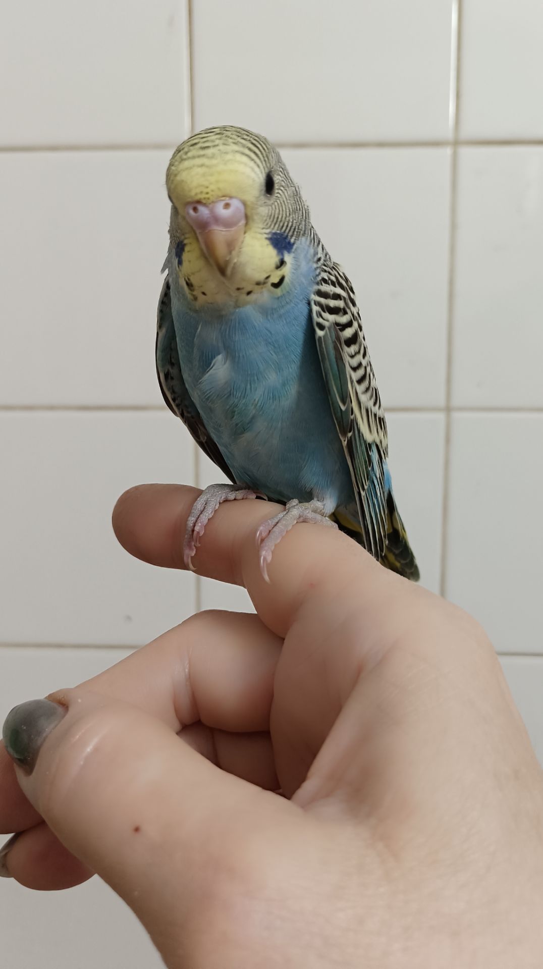 Малыши волнистые