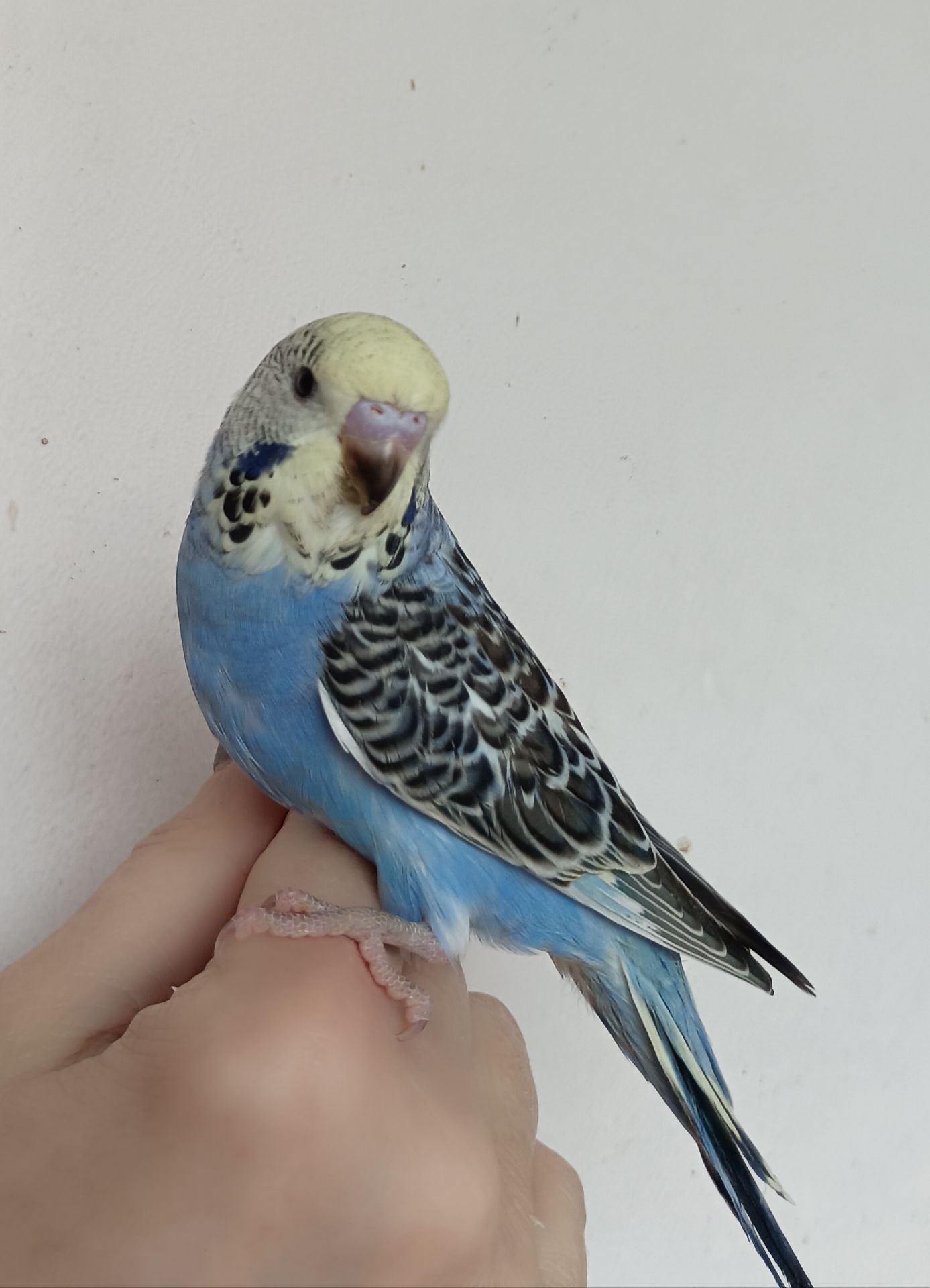 Малыши волнистые