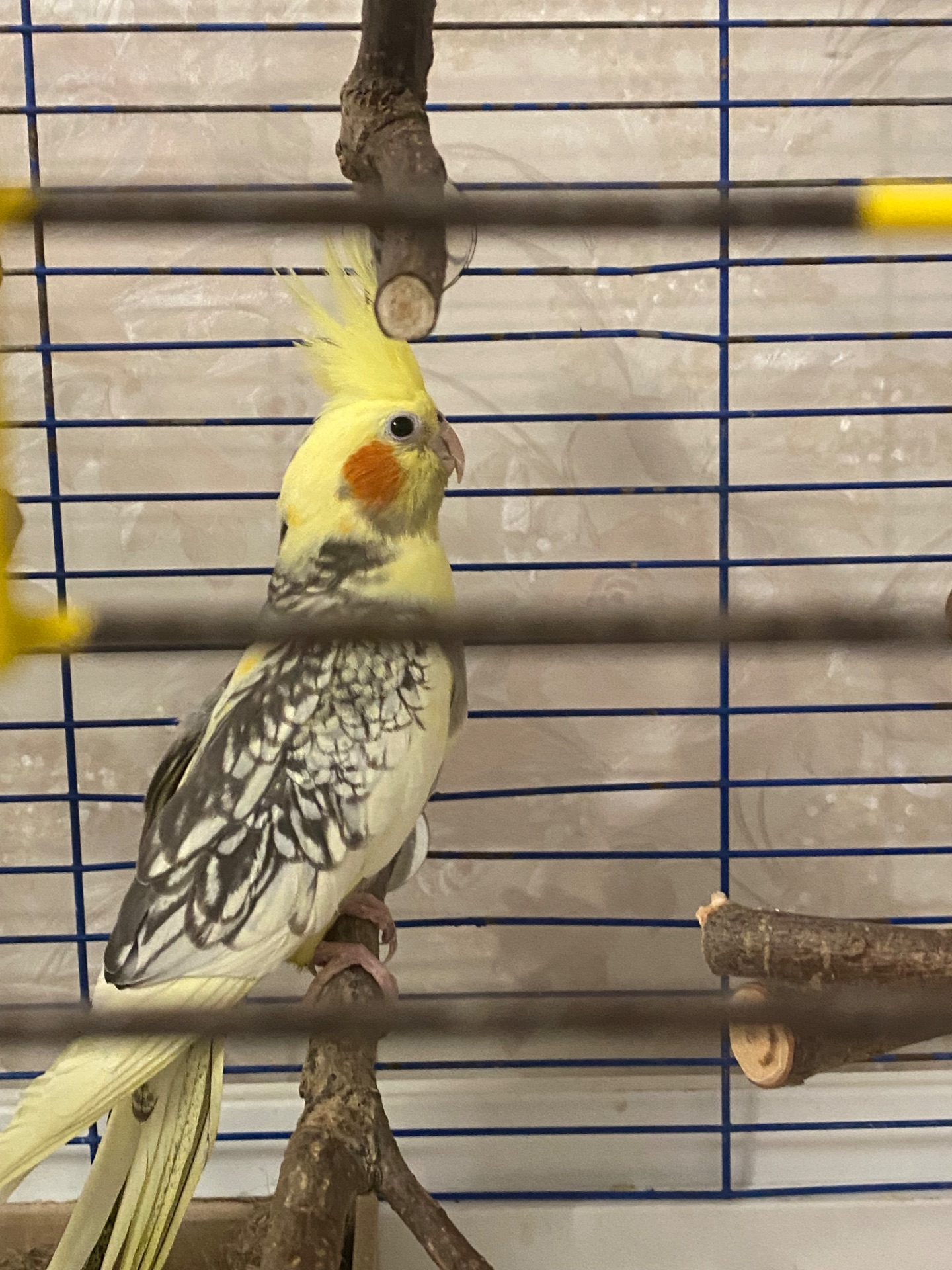 Корела, молода дівчинка