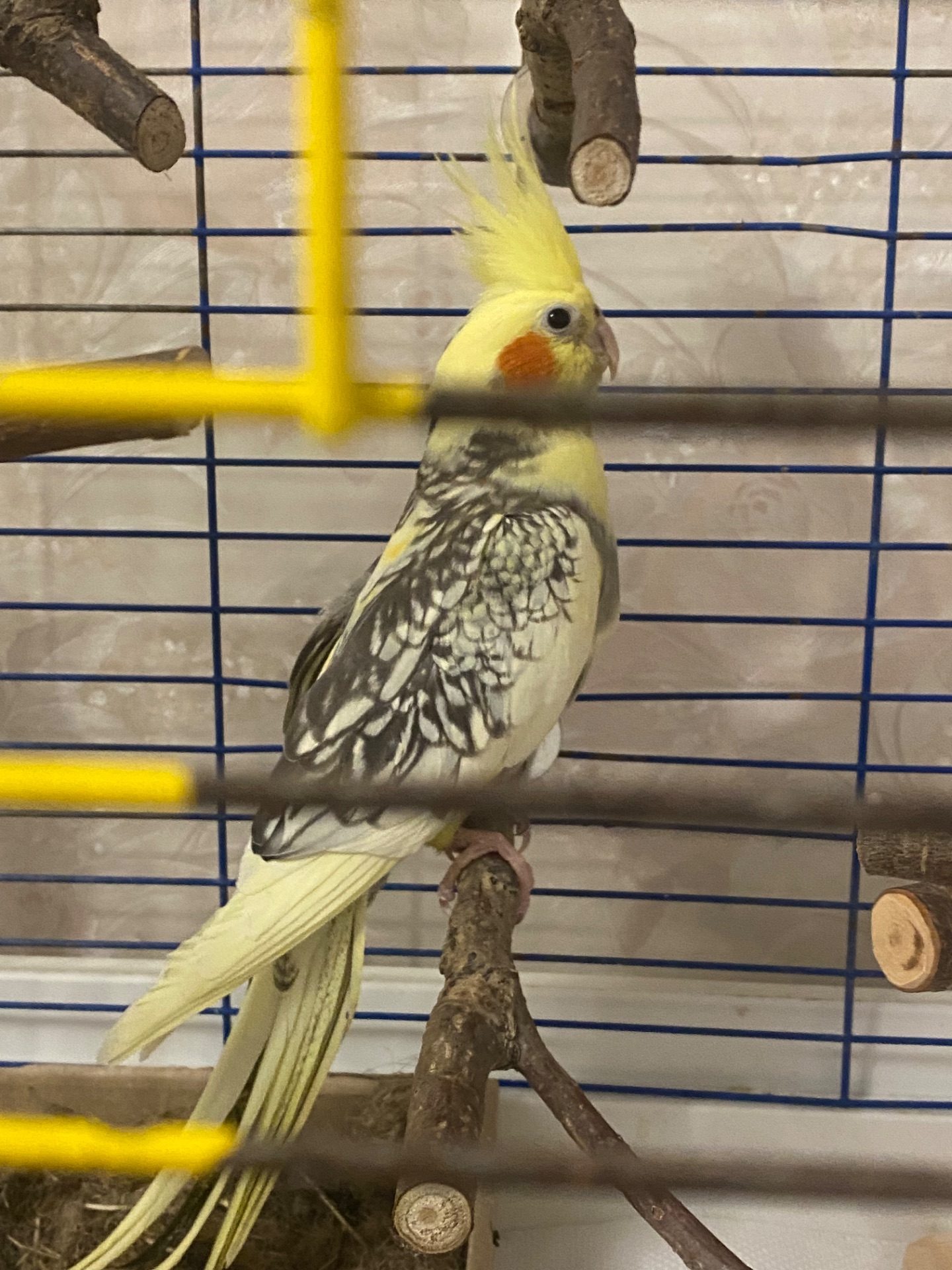 Корела, молода дівчинка