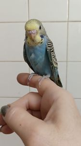 Малыши волнистые